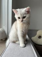 Britse korthaar kittens - laatste kater - mag deze week weg), Dieren en Toebehoren, Katten en Kittens | Raskatten | Korthaar, Meerdere dieren