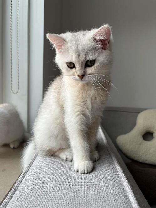 Britse korthaar kittens - laatste kater - mag deze week weg), Dieren en Toebehoren, Katten en Kittens | Raskatten | Korthaar, Meerdere dieren