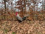 Amrock Haan, Dieren en Toebehoren, Pluimvee, Mannelijk, Kip