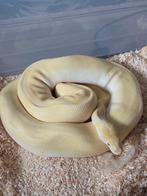 0.1 Albino Bamboo Leopard(Enchi) 100%het pied, Dieren en Toebehoren, Reptielen en Amfibieën, Slang, 3 tot 6 jaar