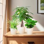 Planten, Huis en Inrichting, Kamerplanten, Verzenden, Halfschaduw, In pot, Minder dan 100 cm