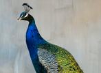 Opgezette pauw opgezet nieuw taxidermie pauwen, Verzamelen, Dierenverzamelingen, Ophalen, Nieuw, Vogel, Opgezet dier