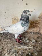 Speciaal Duiven uit Irak gekomen, Meerdere dieren, Postduif