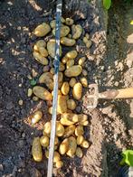 Pootaardappelen Frieslander, agria, dore, bildstar eigenheim, Ophalen, Voorjaar, Volle zon, Knol