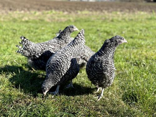 Jonge tamme Noord Hollandse Blauwe kippen gesekst en ingeënt, Dieren en Toebehoren, Pluimvee, Kip, Vrouwelijk