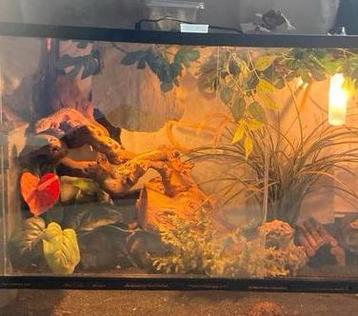 Terrarium met 3 luipaardgecko’s tam beschikbaar voor biedingen