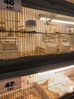 6x kweek/broed kooien merk Muvo div maten, Dieren en Toebehoren, Ophalen, Gebruikt, Hout, Vogelkooi