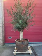 Olijfboom in houten wijnvat actie !!, Tuin en Terras, Ophalen of Verzenden, Zomer, Volle zon, 100 tot 250 cm