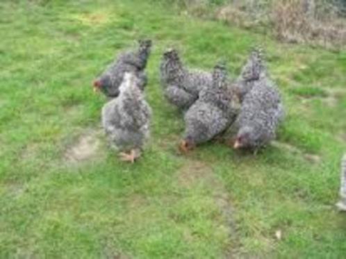 Mechelse Koekoek kippen ! en evt een haan?, Dieren en Toebehoren, Pluimvee, Kip, Vrouwelijk
