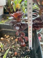 Aeonium 14-34 cm lang, Ophalen, Vetplant, In pot, Minder dan 100 cm
