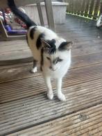 Lieve poes zoekt warme mand, Dieren en Toebehoren, Katten en Kittens | Overige Katten, Poes, Kortharig, 0 tot 2 jaar