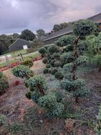 Juniperus blue alps tuinbonsai/vormsnoei jeneverbes, Tuin en Terras, Ophalen, Volle zon, Overige soorten