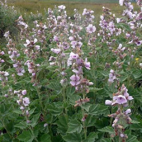 Echte heemst planten, Tuin en Terras, Planten | Tuinplanten, Overige soorten, Volle zon, Zomer, Ophalen of Verzenden