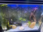 Aquarium met achterwand, Dieren en Toebehoren, Ophalen of Verzenden, Zo goed als nieuw, Leeg aquarium