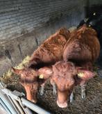 2 stuks drachtige Red Angus koeien, Vrouwelijk