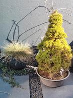 Plantenpot inclusief plant, Tuin en Terras, Planten | Bomen, Overige soorten, 100 tot 250 cm, Zomer, Ophalen