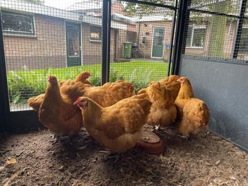 Orpington groot Buff beschikbaar voor biedingen