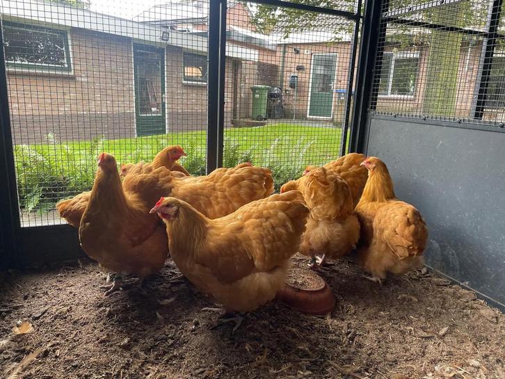 Orpington groot Buff, Dieren en Toebehoren, Pluimvee, Kip, Vrouwelijk