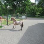 Een prachtig appaloosa merrie NIEUW 07-07-2025, Dieren en Toebehoren, Pony's, Merrie, 0 tot 2 jaar, A pony (tot 1.17m), Gechipt