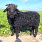 Mooie makke zwarte ram te koop, Dieren en Toebehoren, Schapen, Geiten en Varkens, Mannelijk, Schaap, 0 tot 2 jaar