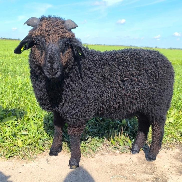 Mooie makke zwarte ram te koop, Dieren en Toebehoren, Schapen, Geiten en Varkens, Schaap, Mannelijk, 0 tot 2 jaar