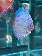 Discusvissen giant boue flora discus, Dieren en Toebehoren, Vissen | Aquariumvissen, Vis