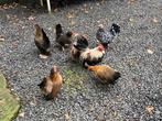 Serama toom 1 haan met 6 hennen, Dieren en Toebehoren, Pluimvee, Meerdere dieren, Kip
