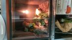Diverse terrarium/ terraria, Ophalen of Verzenden, Zo goed als nieuw, Terrarium of Paludarium