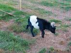 Dwergbok Dwerggeit, Dieren en Toebehoren, Schapen, Geiten en Varkens, Mannelijk, Geit, 0 tot 2 jaar