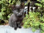 3 lieve kittens zoeken naar warm thuis, Meerdere dieren, Kortharig, 0 tot 2 jaar