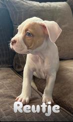 Prachtige amerikaanse pocket bully pups met stamboom ABKC, Overige rassen, 8 tot 15 weken, Meerdere, Meerdere dieren