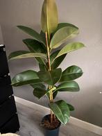 Ficus plant, Ophalen, Ficus, Halfschaduw