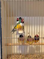 Koppel gouldamadine, Dieren en Toebehoren, Meerdere dieren, Geringd