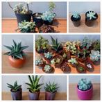 Vetplantjes 10 voor €5, Ophalen, Vetplant, Halfschaduw, In pot