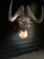 Opgezette Black wildebeest / Gnoe, Ophalen of Verzenden, Nieuw
