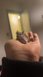 Tamme muisjes, Dieren en Toebehoren, Muis, November, Meerdere dieren, Tam