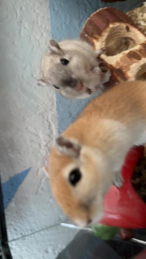 Gerbils, 2 (niet eens een jaar oud), Dieren en Toebehoren, Knaagdieren, Mannelijk, Overige typen, Na 1 juli 2024