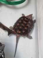 Macrochelys temminkii (bijtschildpad), Dieren en Toebehoren, Reptielen en Amfibieën, Schildpad, 3 tot 6 jaar