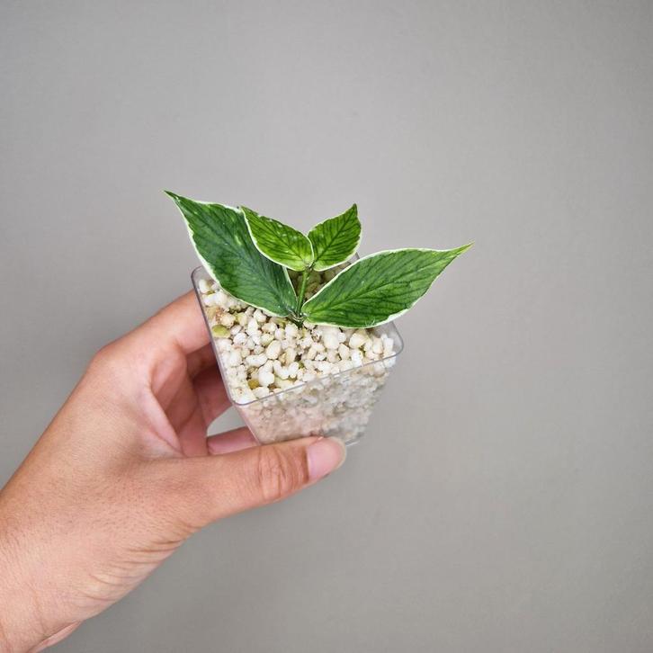 Hoya Polyneura Albo 6, Huis en Inrichting, Kamerplanten, Overige soorten, Minder dan 100 cm, Bloeiende kamerplant, Halfschaduw