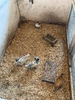 Serama, Dieren en Toebehoren, Pluimvee, Mannelijk, Kip