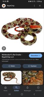 GEZOCHT !!!!! Elaphe Moellendorffi., Dieren en Toebehoren, Reptielen en Amfibieën, 0 tot 2 jaar