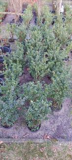 Ilex crenata dark Green in pot 40 cm hoogte, Minder dan 100 cm, Ophalen