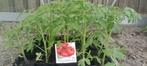 BIO Tomaten en komkommer planten, Volle zon, Groenteplanten, Eenjarig, Ophalen of Verzenden