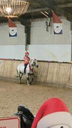 Verzorgpony gezocht, Ophalen of Verzenden