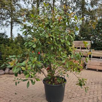 Photinia Fraseri Red Robin - Glansmispel beschikbaar voor biedingen