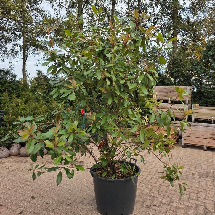 Photinia Fraseri Red Robin - Glansmispel, Tuin en Terras, Planten | Bomen, Overige soorten, 100 tot 250 cm, Halfschaduw, Ophalen