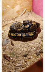 Ball python, Slang, Tam, 3 tot 6 jaar