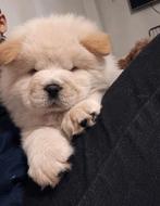 Chow chow pups. 8 weken nog 2 reutjes, Dieren en Toebehoren, 8 tot 15 weken, Poolhond, Meerdere, Meerdere dieren