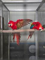 Broedkoppel geelvleugel ara, Dieren en Toebehoren, Vogels | Parkieten en Papegaaien