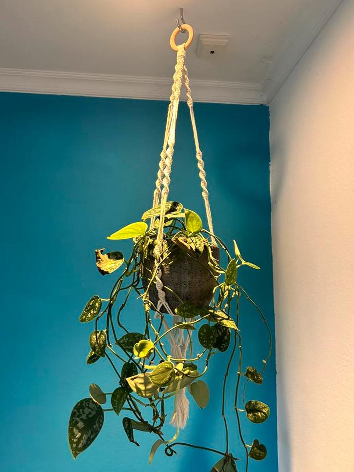 Macramé handgemaakte plantenhanger, Huis en Inrichting, Woonaccessoires | Wanddecoraties, Nieuw, Ophalen of Verzenden